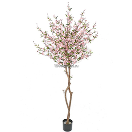 Сакура Цветущая Розовая в-210 см