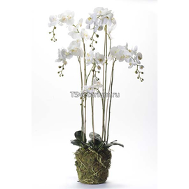 Орхидея Фаленопсис с корнями и листьями в торфе цв.белый 145Н