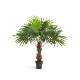 Пальма Вашингтония в-120 см (Sensitive Botanic)