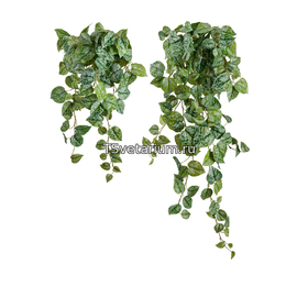 Сциндапсус Пиксус серебристо-зелёный в-60 см (Sensitive Botanic)