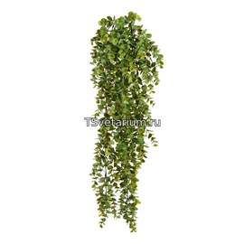 Эвкалипт зелёный большой куст ампельный в-65 см