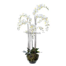 Орхидея Фаленопсис белая куст 150 см 5 ветвей в стеклянной вазе с мхом, корнями, землей