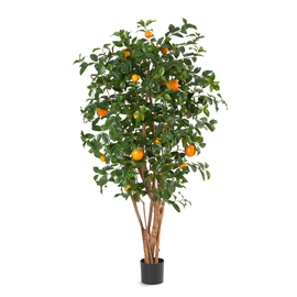 Апельсиновое Дерево с Плодами в-180 см