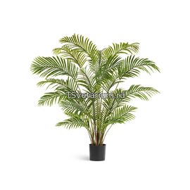 Пальма Арека Хризалидокарпус в-150 см (Sensitive Botanic)