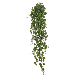 Английский плющ Биг Олд Тэмпл крупнолистный зелёный Гигант в-170 см (Sensitive Botanic)