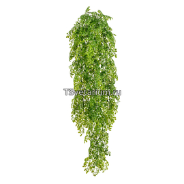 Рута Гравеоленс зелёная куст ампельный (пластик) в-65 см