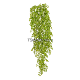 Рута Гравеоленс светло-зелёная куст ампельный (пластик) в-65 см